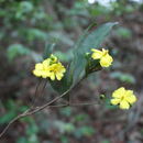 Image of <i>Campylospermum glaberrimum</i> (P. Beauv.) Farron