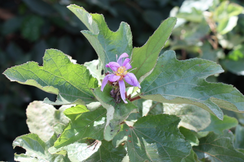 Clappertonia ficifolia (rights holder: Marco Schmidt)