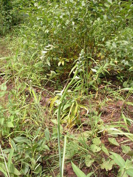 Image of Chlorophytum senegalense (Baker) Hepper