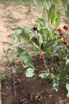Image of <i>Ochna rhizomatosa</i> (Tiegh.) Keay