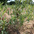 Image of Ochna rhizomatosa (Tiegh.) Keay