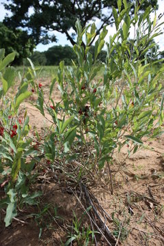 Image of Ochna rhizomatosa (Tiegh.) Keay