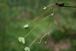 Plancia ëd Marsilea minuta L.