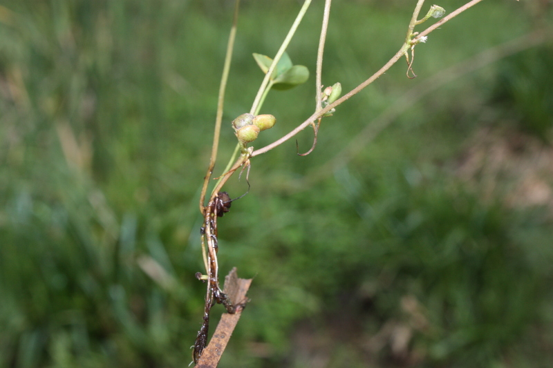 Слика од Marsilea minuta L.