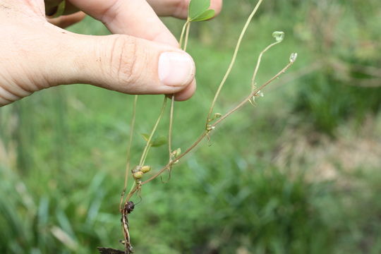 Image of Dwarf Water Clover