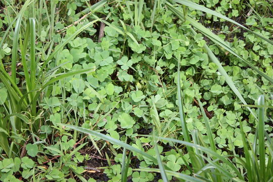 Image of Dwarf Water Clover