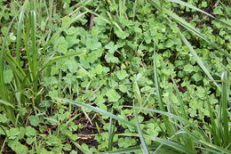 Image of Dwarf Water Clover
