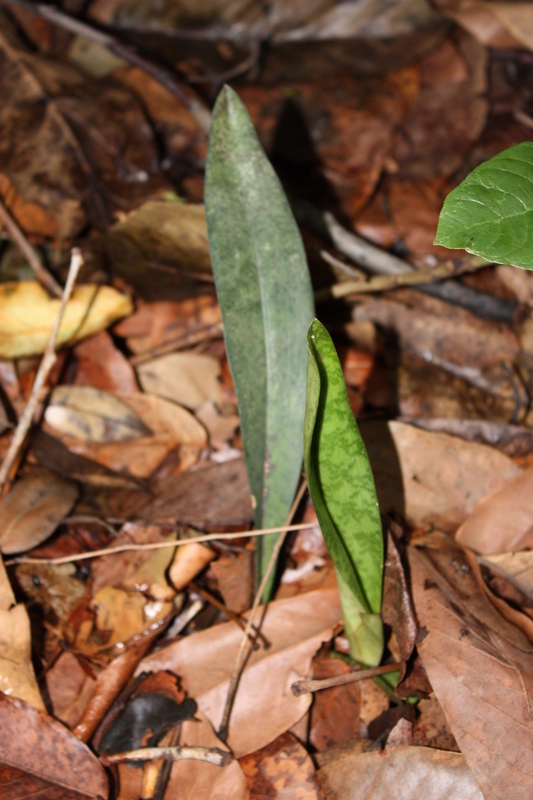 Image of Monk orchid