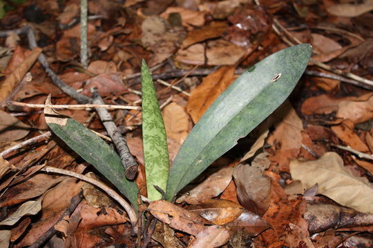 Image of Monk orchid