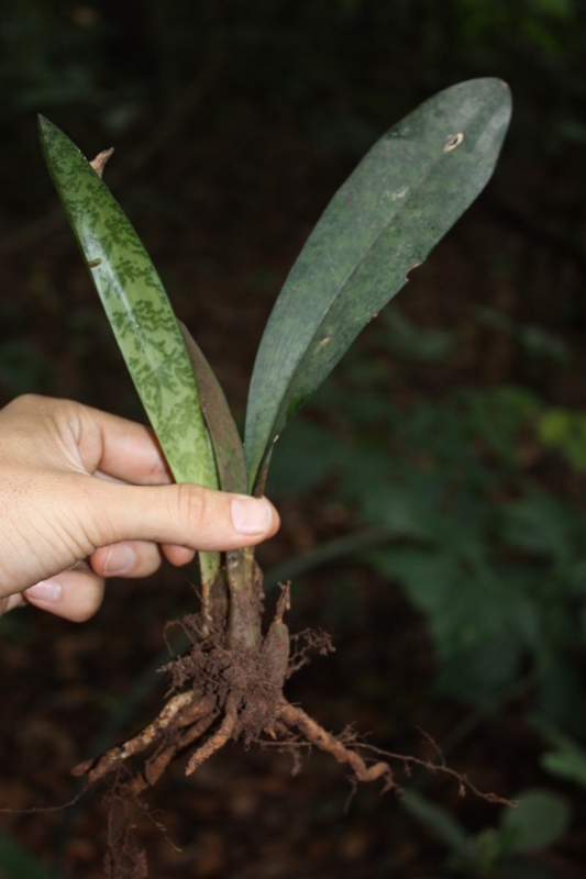 Image of Monk orchid