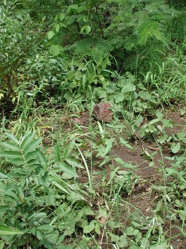 Image of Chlorophytum senegalense (Baker) Hepper