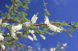 Image of <i>Acacia senegal</i>