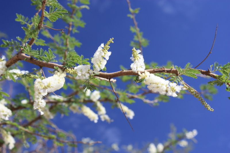 Image of <i>Acacia senegal</i>