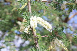 Image of <i>Acacia senegal</i>