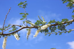 Image of <i>Acacia senegal</i>