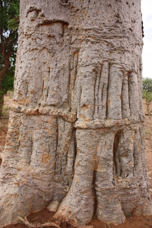 Image of African Baobab