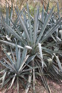 Plancia ëd Agave sisalana Perrine