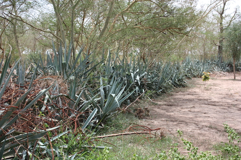 Plancia ëd Agave sisalana Perrine