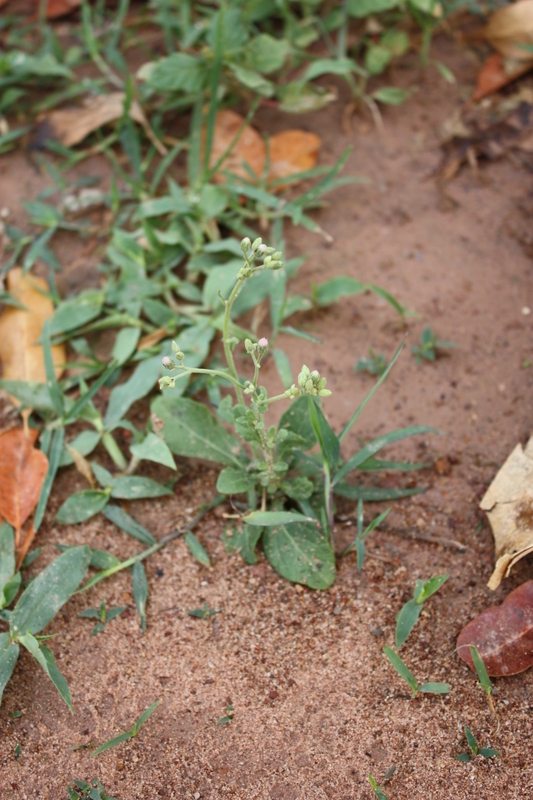 Imagem de Ageratum conyzoides L.