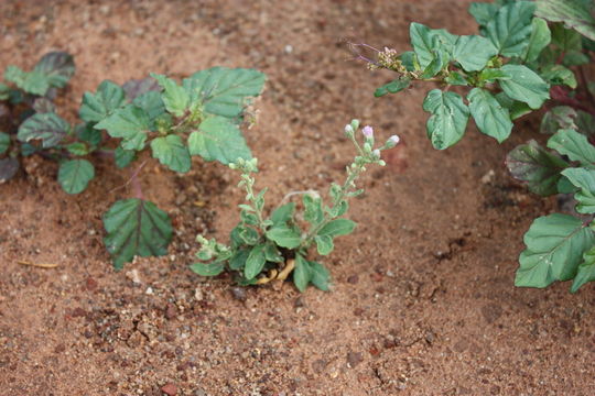 Image of tropical whiteweed