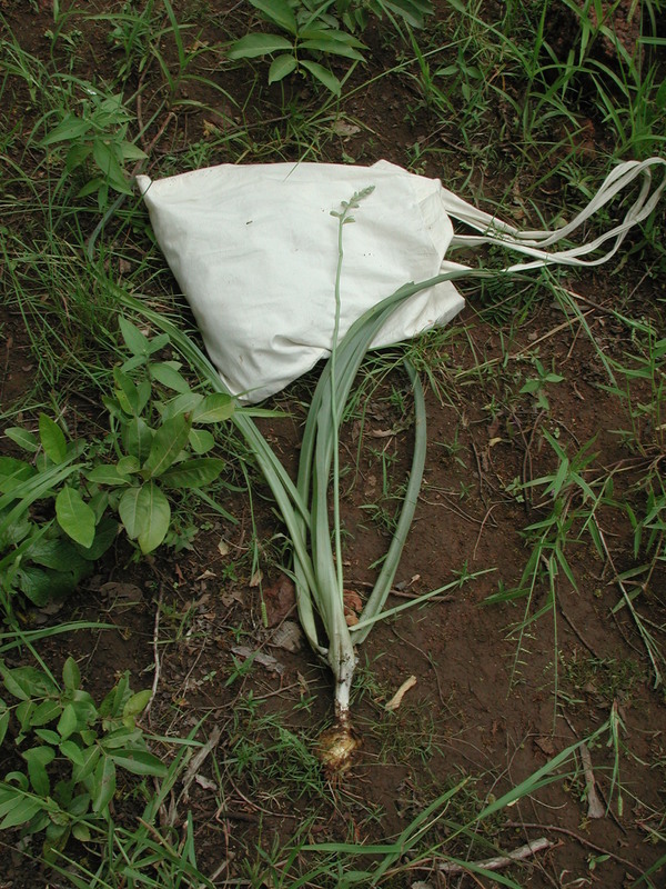 Image of Chlorophytum senegalense (Baker) Hepper