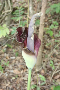 Image of Amorphophallus johnsonii N. E. Br.