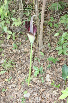 Image of Amorphophallus johnsonii N. E. Br.