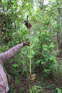 Слика од Amorphophallus johnsonii N. E. Br.