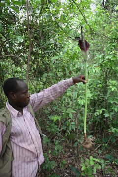 Amorphophallus johnsonii N. E. Br. resmi