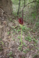 Image of Amorphophallus johnsonii N. E. Br.