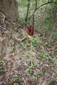 Amorphophallus johnsonii N. E. Br. resmi