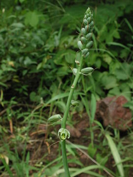 Image of Chlorophytum senegalense (Baker) Hepper