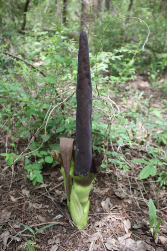 Image of Amorphophallus johnsonii N. E. Br.