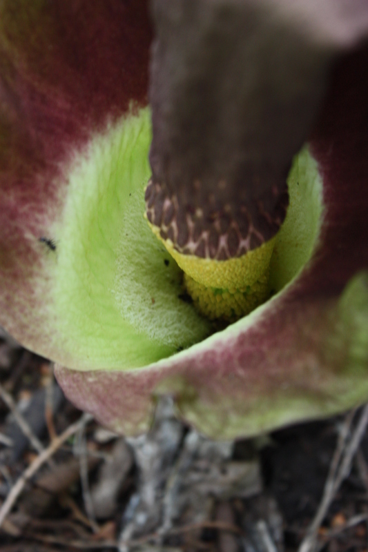 Image of Amorphophallus johnsonii N. E. Br.