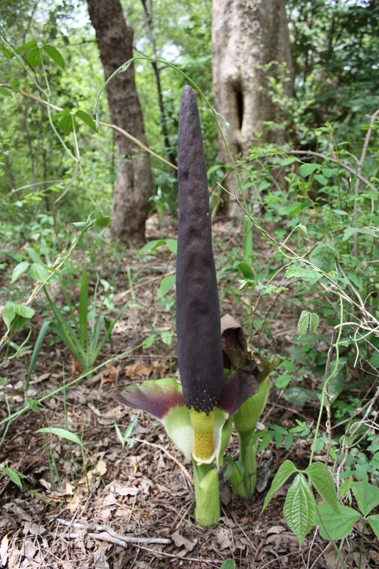 Image of Amorphophallus johnsonii N. E. Br.