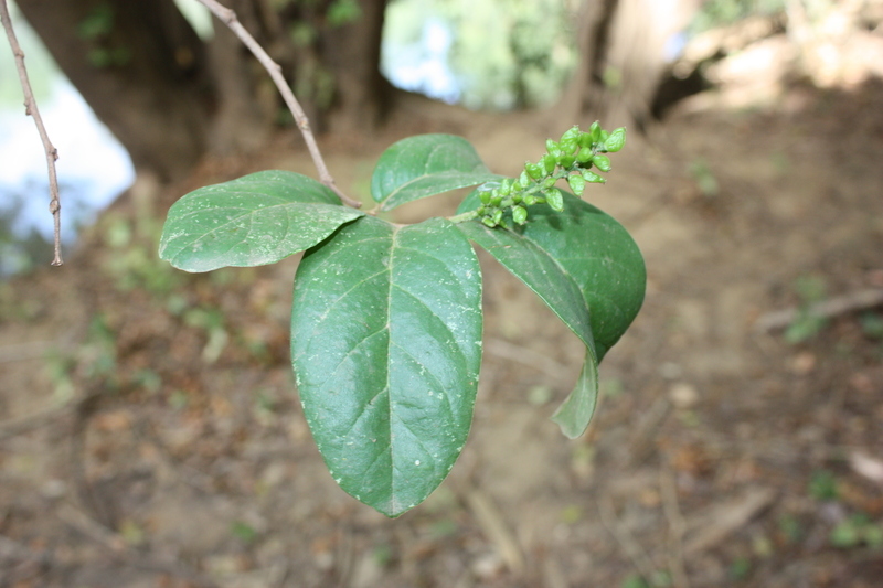 Image of Tassel berry