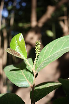 Image of Tassel berry