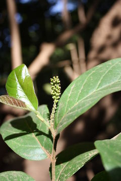 Image of Tassel berry