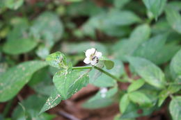 Image of Chinese violet