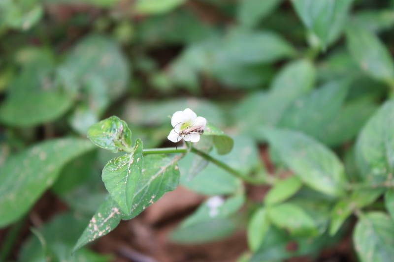 Image of Chinese violet