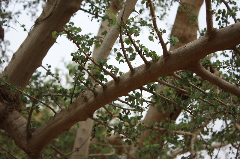 Plancia ëd Bauhinia rufescens Lam.