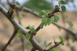 Plancia ëd Bauhinia rufescens Lam.