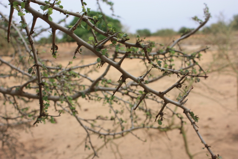 Plancia ëd Bauhinia rufescens Lam.