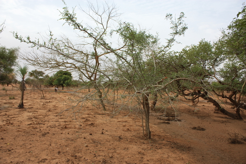 Plancia ëd Bauhinia rufescens Lam.