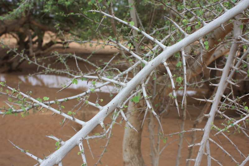 Plancia ëd Bauhinia rufescens Lam.