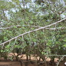 Image of Bauhinia rufescens Lam.