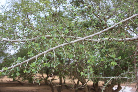 Imagem de Bauhinia rufescens Lam.