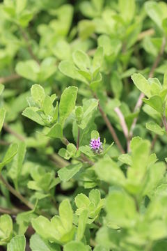 Image of Herderia truncata Cass.