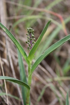 Image de Aneilema paludosum A. Chev.