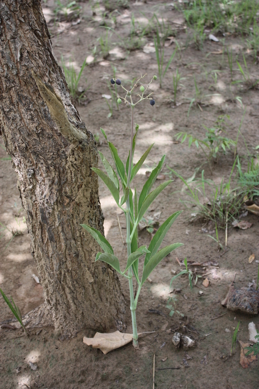 Image of Cyphostemma junceum (Bak.) Descoings